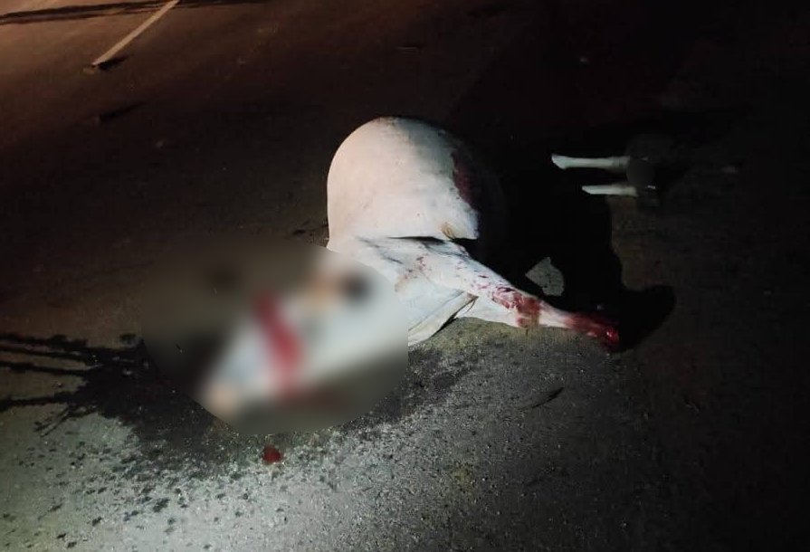 बेलगाम ट्रकों की चपेट में आए दो गौवंश