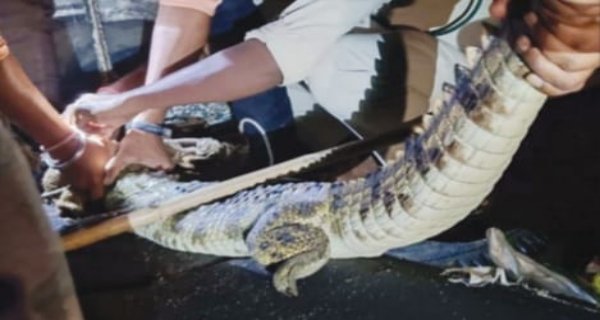 कड़ी मशक्कत के बाद पकड़ाया मगरमच्छ, नर्मदा में छोड़ा