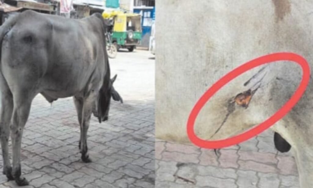 सांची में घायल पशुओं को पशु चिकित्सालय नहीं दे रहा मदद