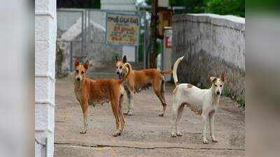आवारा कुत्तों के हमले से 13 साल की बच्ची की मौत