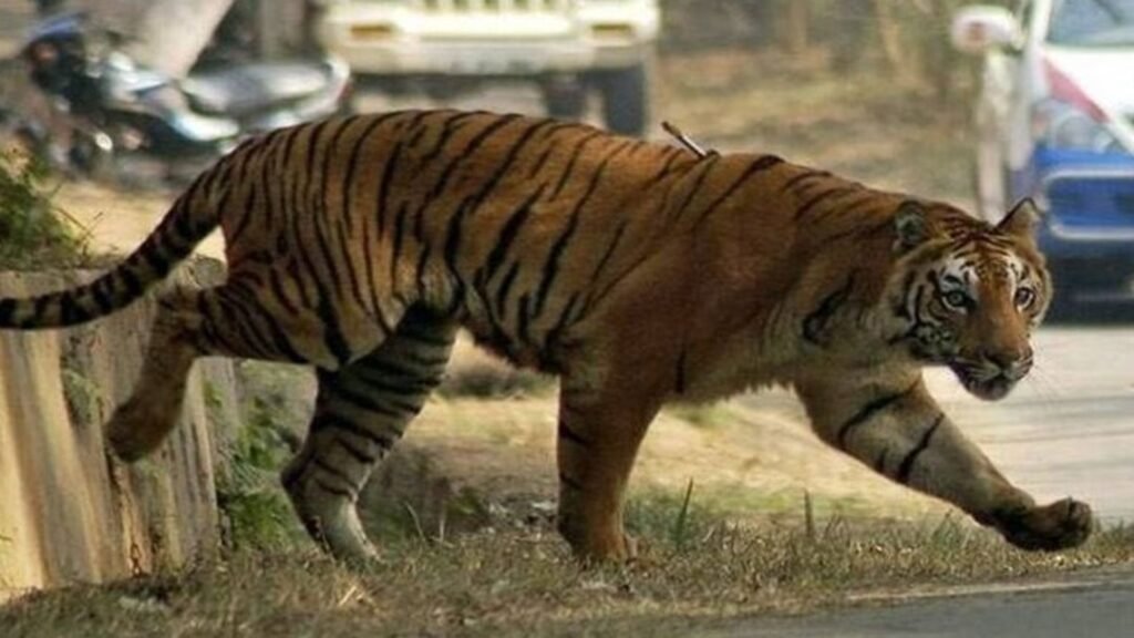 घूम रहे छात्र पर बाघ ने किया हमला पैर पर बने नाखून के घाव