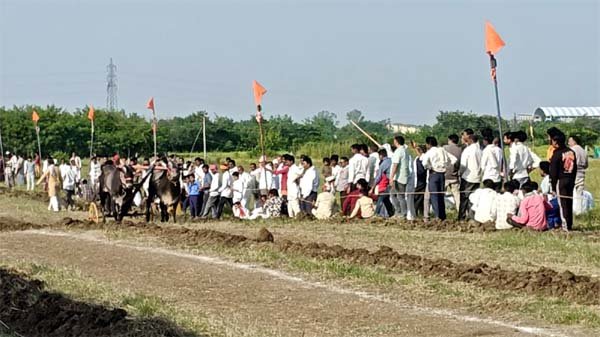 सिवनी मालवा में विशाल बैलगाड़ी दौड़ प्रतियोगिता में गूंजा उत्साह, 90 गाड़ियों ने की भागीदारी