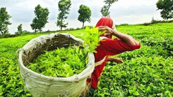 उत्तर बंगाल के चाय उद्योग को भारी नुकसान, श्रमिकों को नौकरी जाने का डर