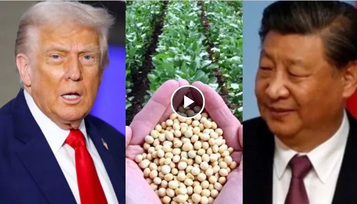 अमेरिका से सोयाबीन, ज्वार की खरीद करेगा चीन