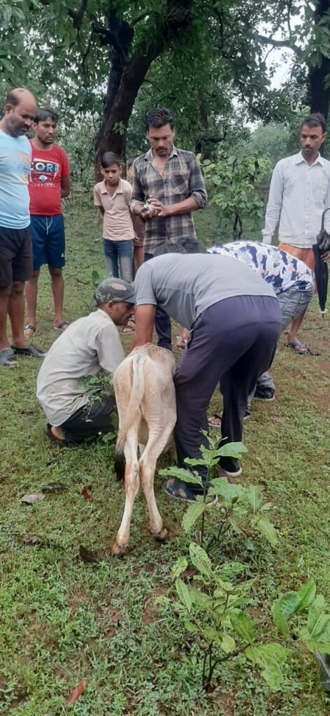 महुआ में यूरिया मिला चारा खिलाने से आधा दर्जन गायों की मौत, पुलिस जांच में जुटी