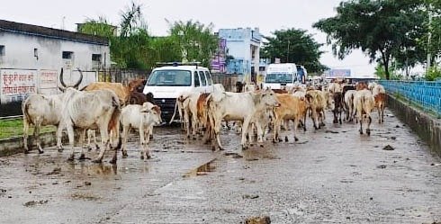 ट्रामा सेंटर के सामने वाली सड़क में सैकड़ों मवेशियों का कब्जा