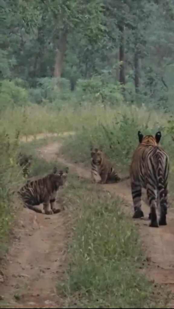 सतपुड़ा टाइगर रिजर्व में दिखे लैला टाइगर के नन्हे शावक, पर्यटक हुए रोमांचित