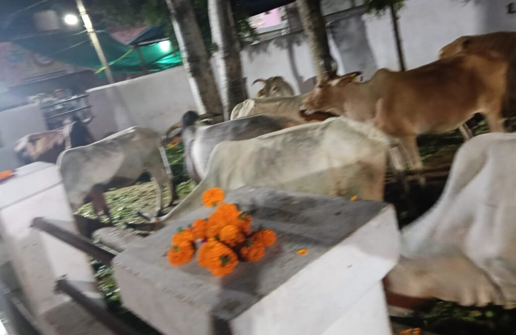 गोपाष्टमी पर की गायो की पूजा