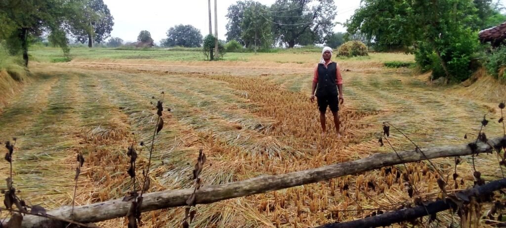 बारिश से धान और सरसों की फसलें तबाह, कीड़ों और सड़ांध से किसानों में हाहाकार