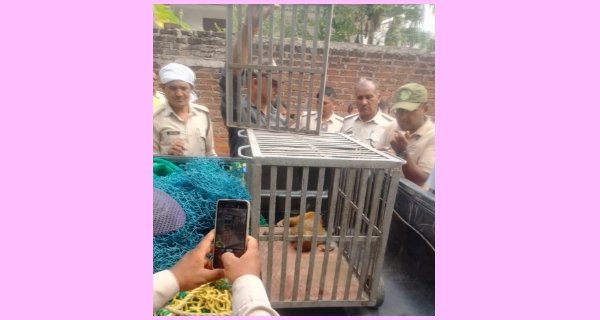 तीन दिन तक आतंक मचाने के बाद पिंजरे में आया बंदर