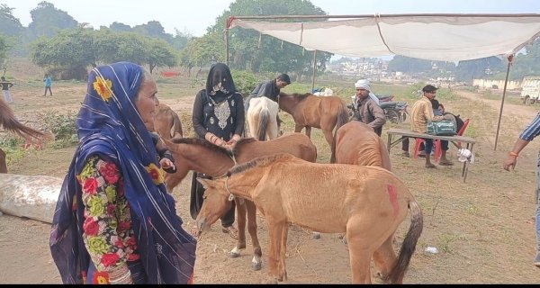 चित्रकूट में लगा  ऐतिहासिक गधों का मेला