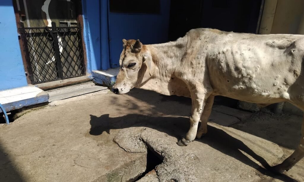 दस दिन से नहीं ली लम्पी पीड़ित गौवंश की सुध