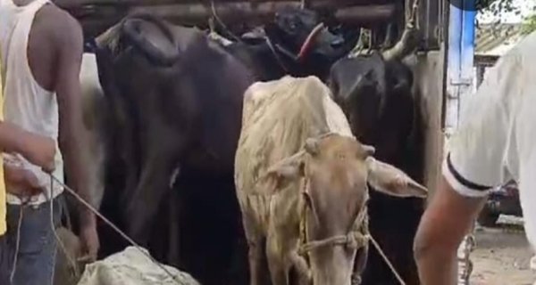 गौवंशों के पैर, सींगों में बंधी थी रस्सी, लोडिंग वाहन समेत तीन पकड़ाए
