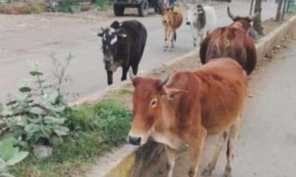 सड़कों पर बेसहारा मवेशियों का कब्जा, राहगीरों और वाहन चालकों को हो रही भारी परेशानी