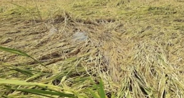 बेमौसम बारिश से किसान परेशान, जिले में अब तक 819.4 मिमी वर्षा
