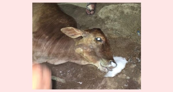 एक घंटे तक तड़पती रही गाय, किसी ने नहीं उठाया फोन