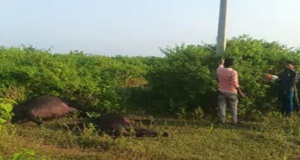 करंट की चपेट में आईं दो भैंसें, मौत, किसान को एक लाख का नुकसान