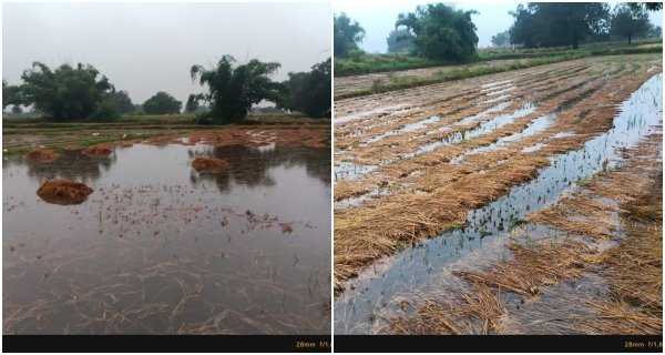 मूसलाधार बारिश एवं तेज हवाओं से चितरंगी क्षेत्र में फसलों को भारी नुकसान