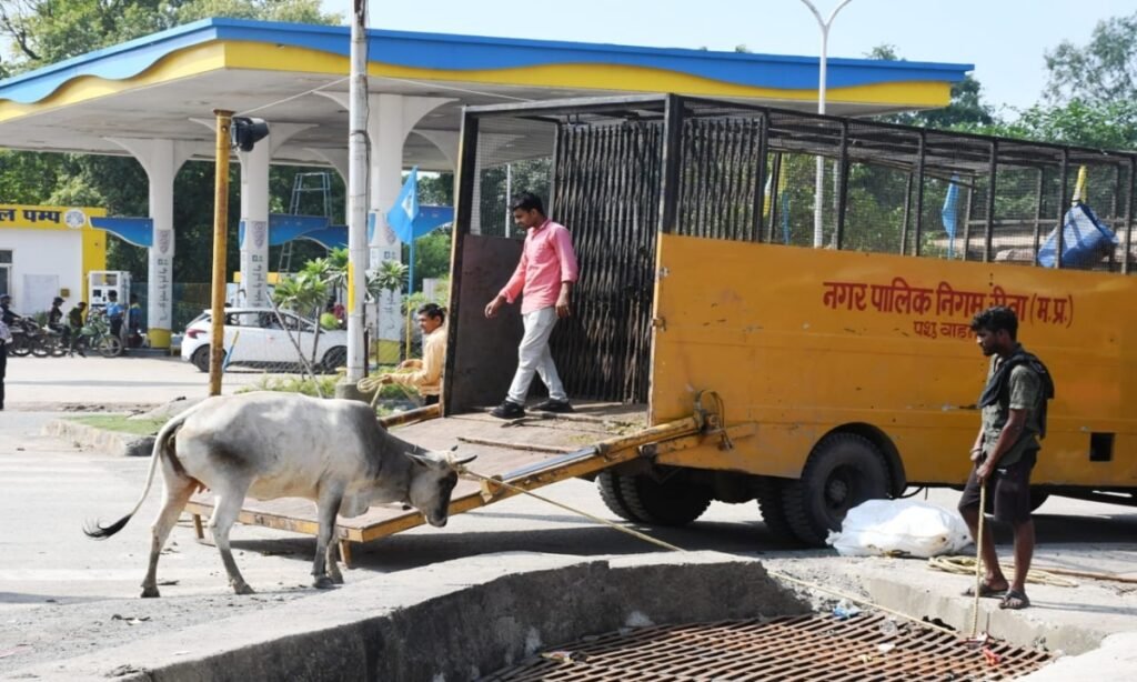 शहर में धमाचौकड़ी मचा रहे आवारा गौवंशो को नगर निगम ने पकड़ा