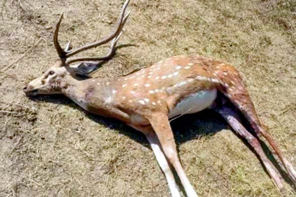 बेलगावी चिड़ियाघर में पाँच दिनों में 29 काले हिरणों की मौत, जाँच में जीवाणु संक्रमण का संदेह