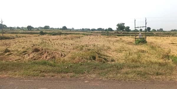 बारिश से बिगड़ी धान की फसल, किसानों की लागत निकलना भी मुश्किल