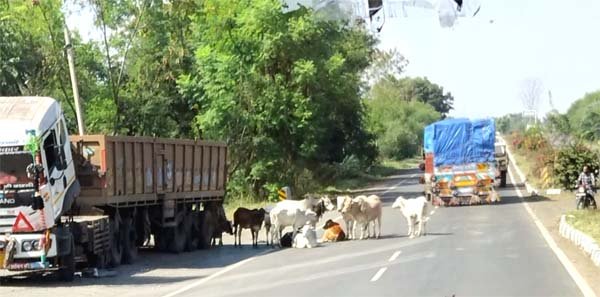 आश्रय मिलना दूर और मुसीबत बढ़ी, बोवनी के बाद हाईवे पर मवेशियों का डेरा
