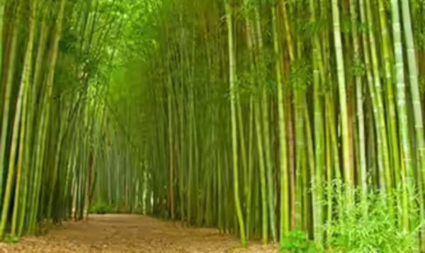 मणिपुर के 37,000 साल पुराने बांस से उजागर हुआ एशिया के हिमयुग का रहस्य