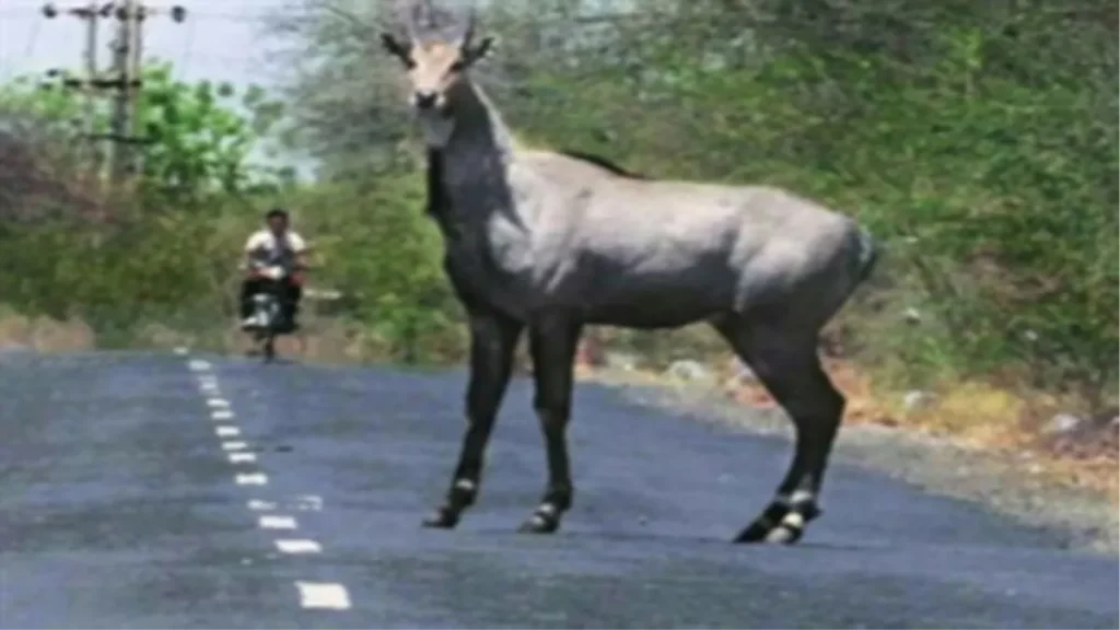 बरहट-मानिकपुर गांव में नीलगायों का आतंक, सोननदी पार कर गावों में आ रहा नील गायों का झुण्ड 