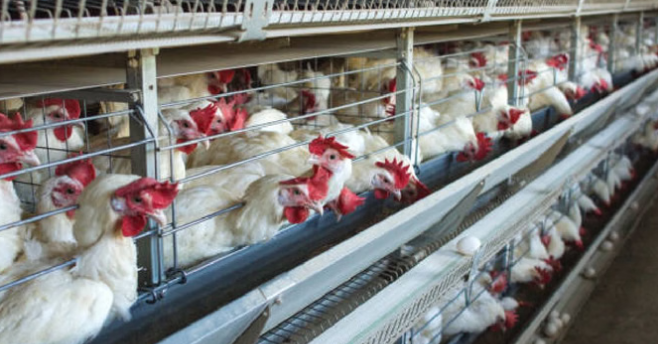 जापान के तेनाई शहर के पोल्ट्री फार्म में बर्ड फ्लू संक्रमण की पुष्टि
