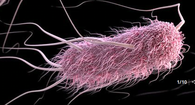 कैंसर से लड़ाई में इन्सान को मिल रहा है बैक्टीरिया का साथ’