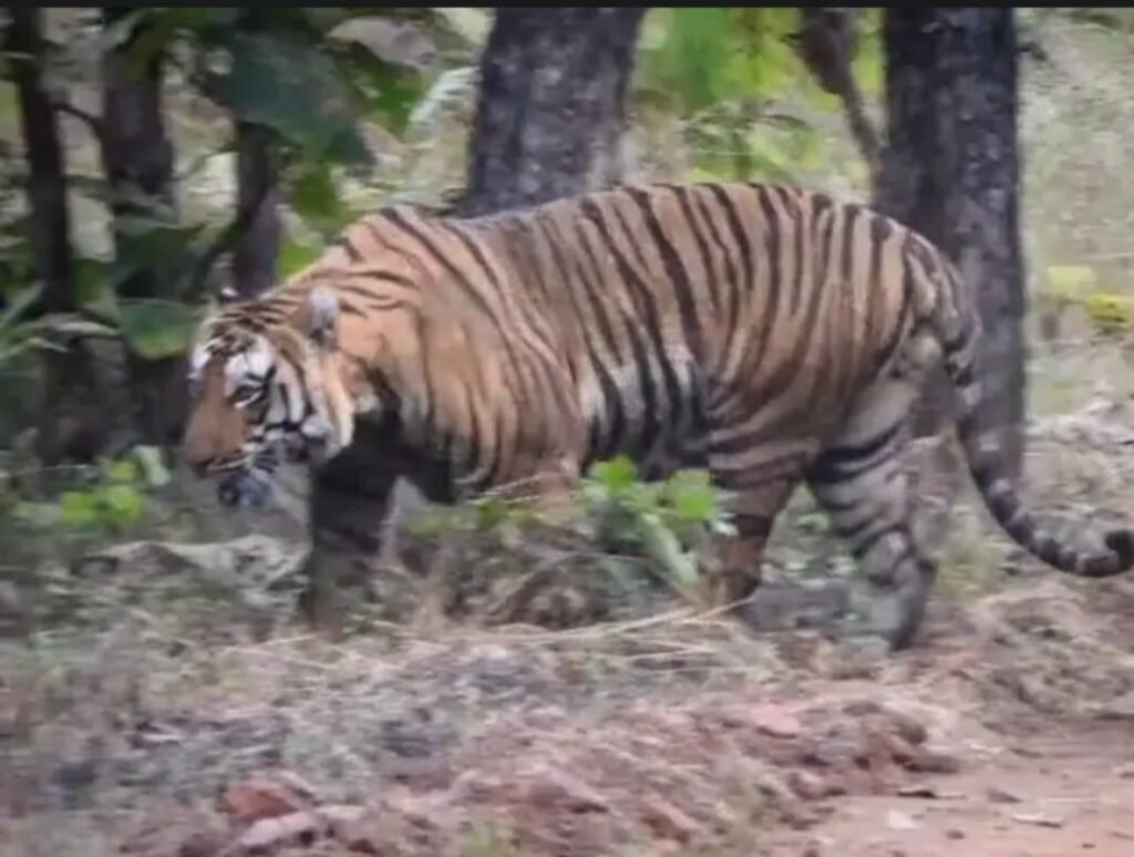 रातापानी में बढ़ी टाइगर मूवमेंट: लगातार दिख रहे बाघ से पर्यटकों में उत्साह, पर्यटन को मिलेगी नई रफ्तार