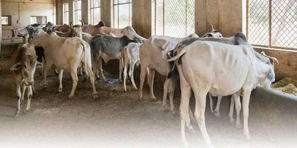 जानवरों में फैलने वाली बीमारी ‘लंपी’ फिर लौटी, तेजी से टीकाकरण
