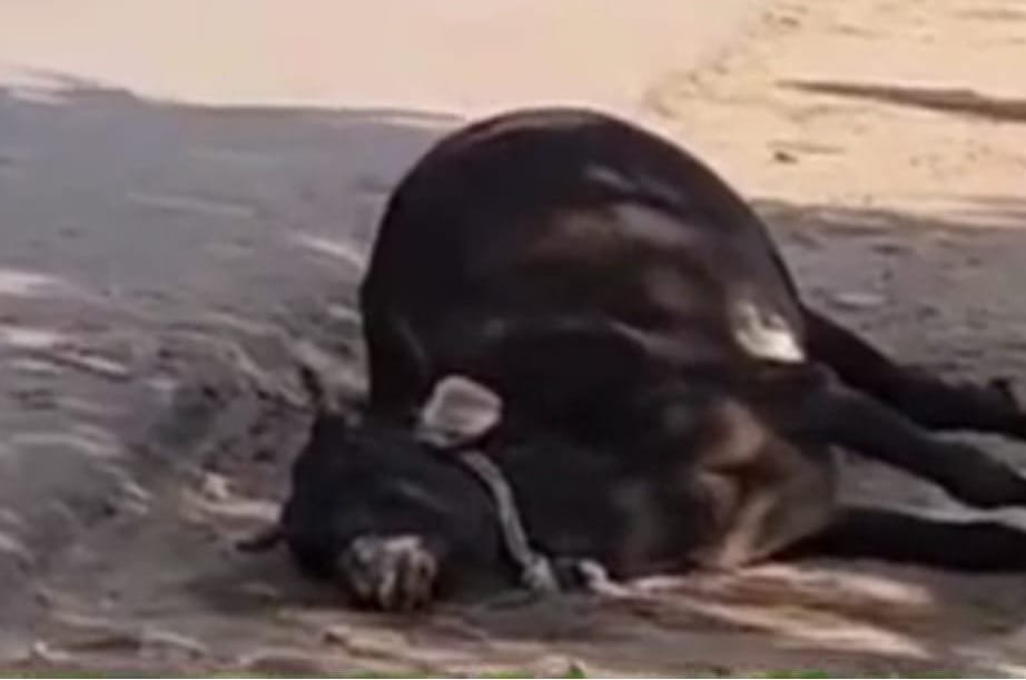 सड़क किनारे मर रही गायें,हमा गांव में हादसे बढ़े; गायों को सुरक्षित गौशालाओं में शिफ्ट करने की मांग