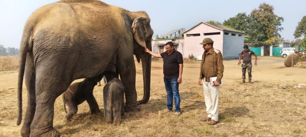 पन्ना टाइगर रिजर्व मे हथिनी अनारकली ने 2 बच्चों को दिया जन्म 