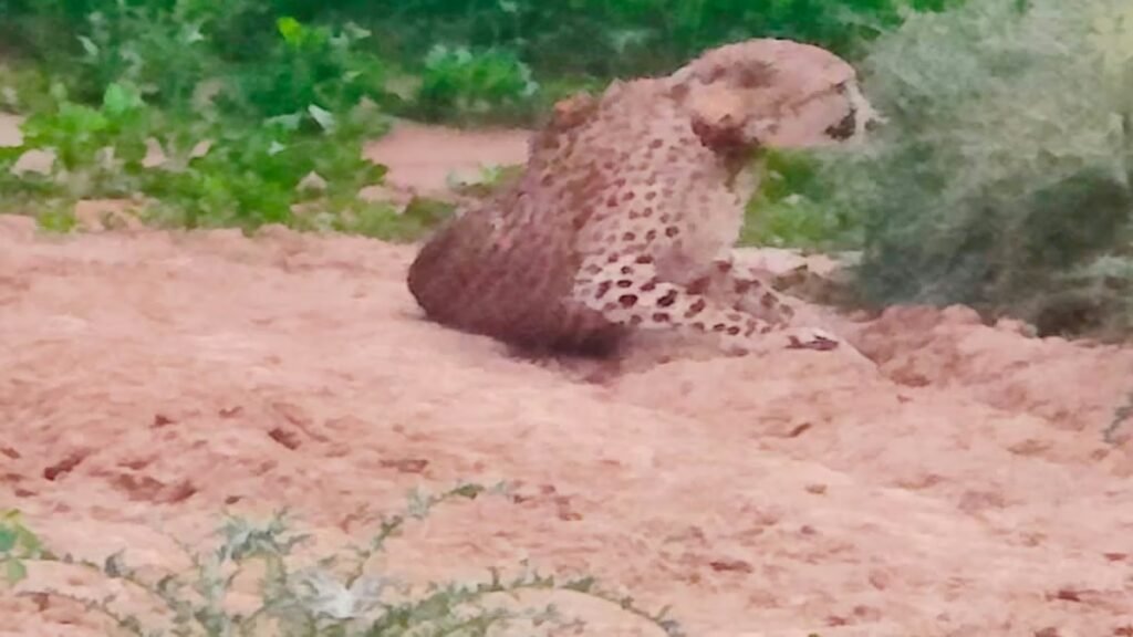 कूनो नेशनल पार्क से बारां पहुंचा अफ्रीकी चीता, वन विभाग की टीम कर रही निगरानी