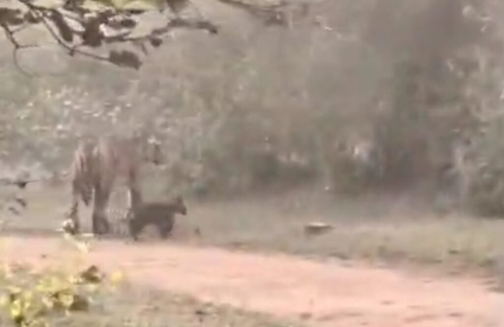 बाँधवगढ़ में तारा’ की घर वापसी: तीन शावकों संग दिखी मशहूर बाघिन, पर्यटक रोमांचित