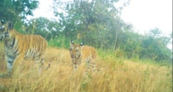 नौरादेही में बाघिन राधा एन-1 तीन शावकों के साथ कैमरे में हुई कैद