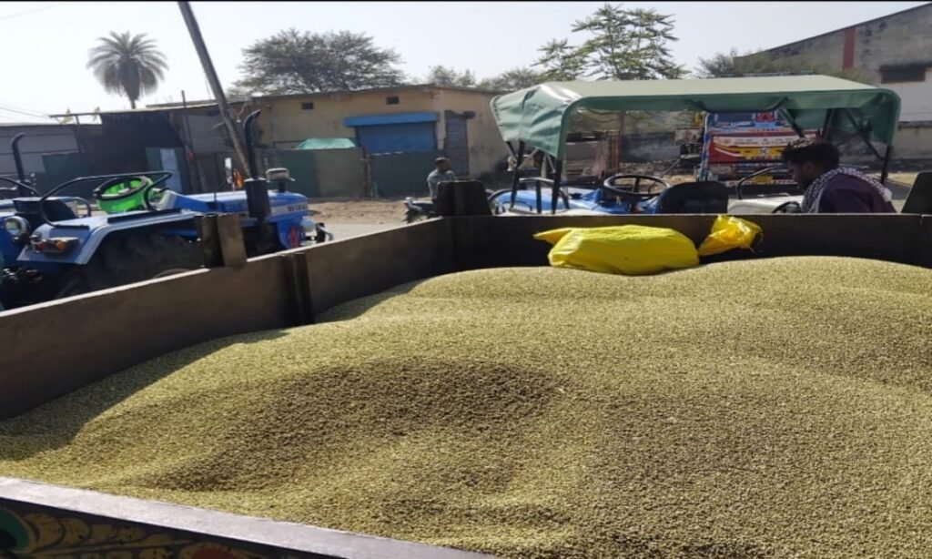 हजारों हेक्टेयर में होने वाले धनिया का रकबा सिमटा