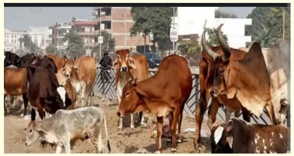 ग्वालियर में फैला लंपी वायरस, आइसोलेशन सेंटर बनाया, जिले में विशेष सतर्कता