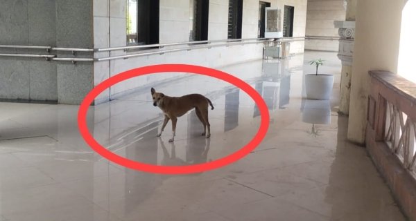 कलेक्टर परिसर की पहली मंजिल पर घूमते आवारा श्वान बने परेशानी