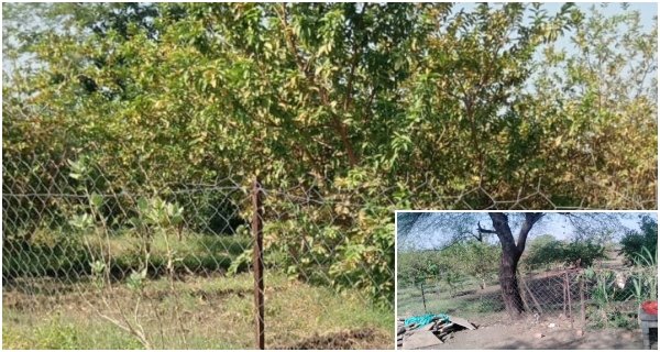 जानवरों से फसलों को बचाने रात भर करते है पहरेदारी