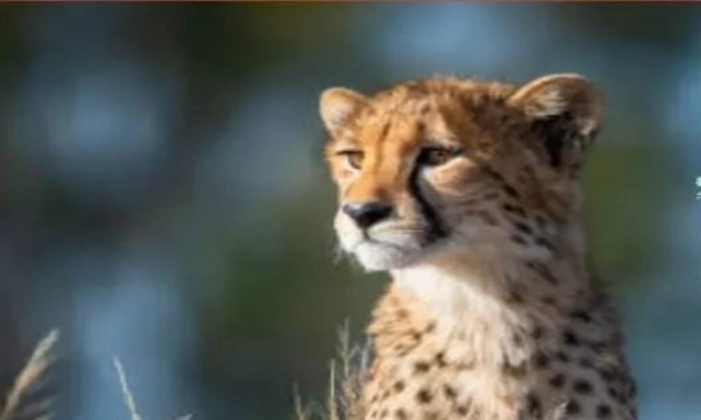 कूनो नेशनल पार्क में ज्वाला को नानी और आशा को हुआ दादी का दर्जा प्राप्त