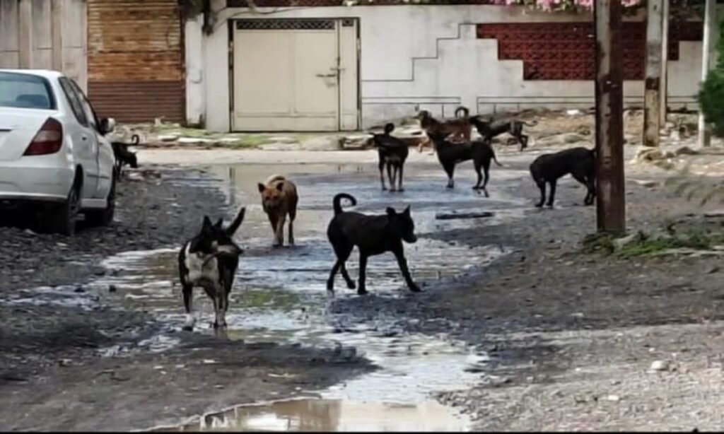 डॉग बाइटः बढ़ती घटनाओं के मद्देनजर सुप्रीम कोर्ट का फैसला महत्वपूर्ण
