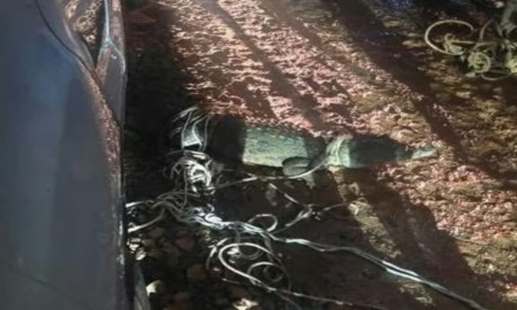 शिवपुरी की कॉलोनी में मगरमच्छ निकला, युवाओं ने किया रेस्क्यू