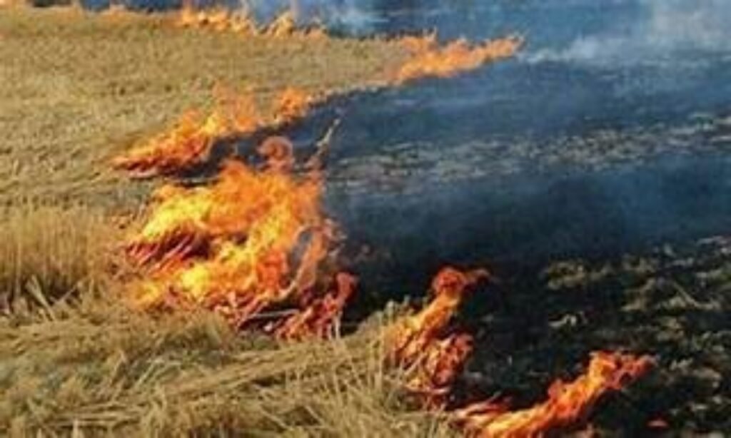सतना एवं मैहर जिले में नरवाई जलाने की 572 घटनायें सैटेलाइट मैपिंग में आई सामने