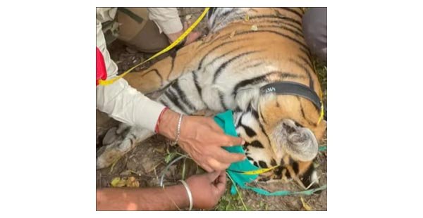 रामगढ़ विषधारी अभयारण्य, बूंदी में पेंच बाघ अभयारण्य से बाघिन का सफल स्थानांतरण