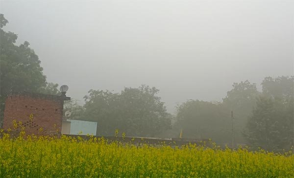 ठंड और कोहरे ने किसानो की बढ़ायी चिंता, सरसों की फसल प्रभावित