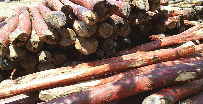 एनबीए ने लाल चंदन संरक्षण के लिए आंध्र प्रदेश को 14.88 करोड़ जारी किये