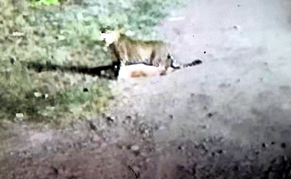 कोलूखेड़ी में तेंदुए की मौजूदगी से ग्रामीणों में दहशत 