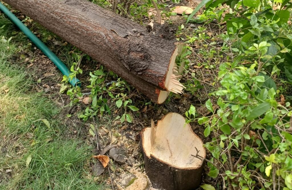 विधानसभा परिसर से चंदन के पेड़ चोरी करने की कोशिश